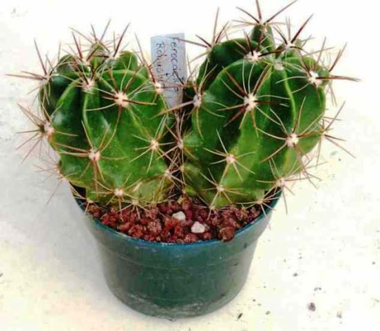 Ferocactus_robustus